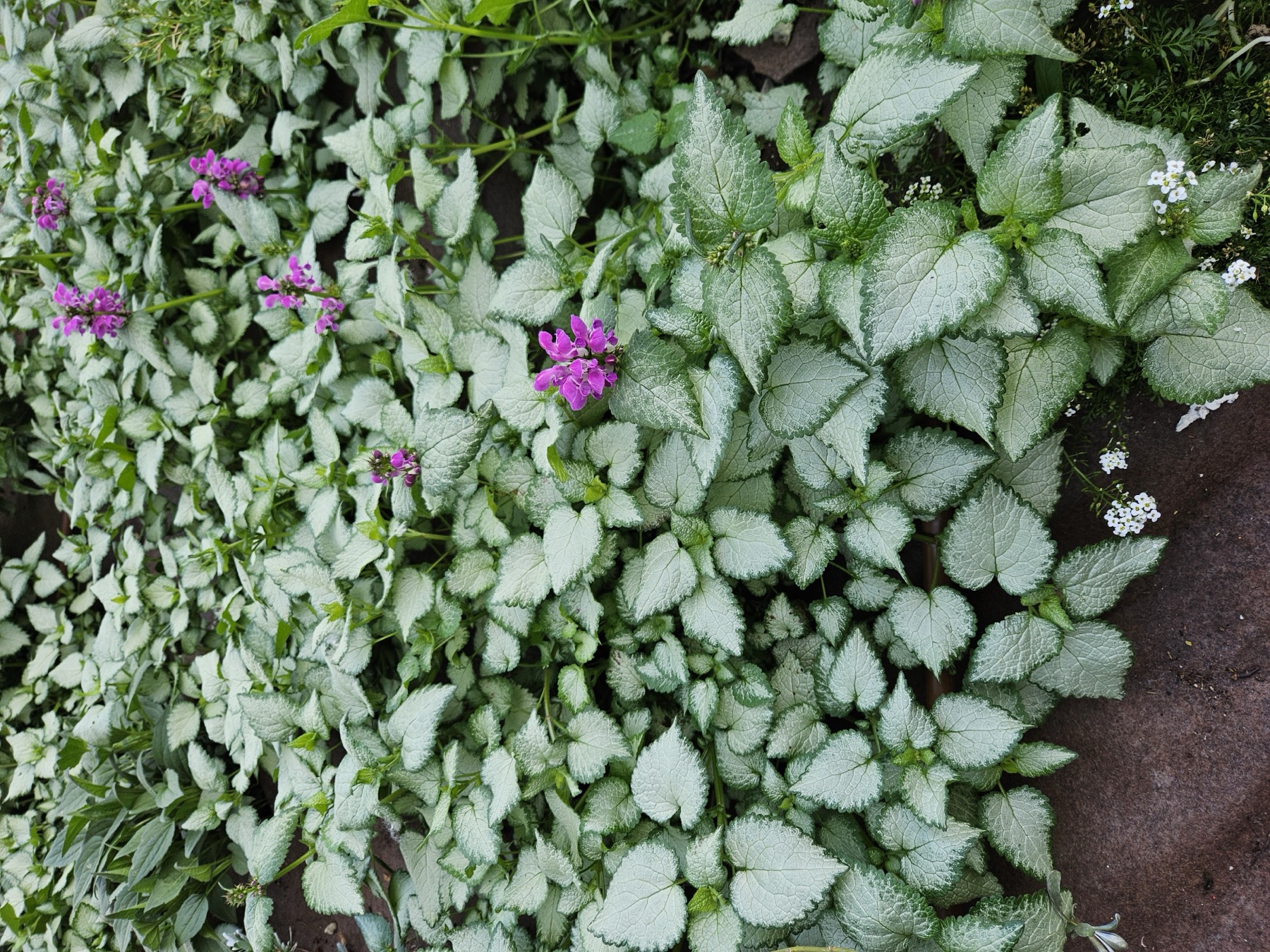 Foto 1