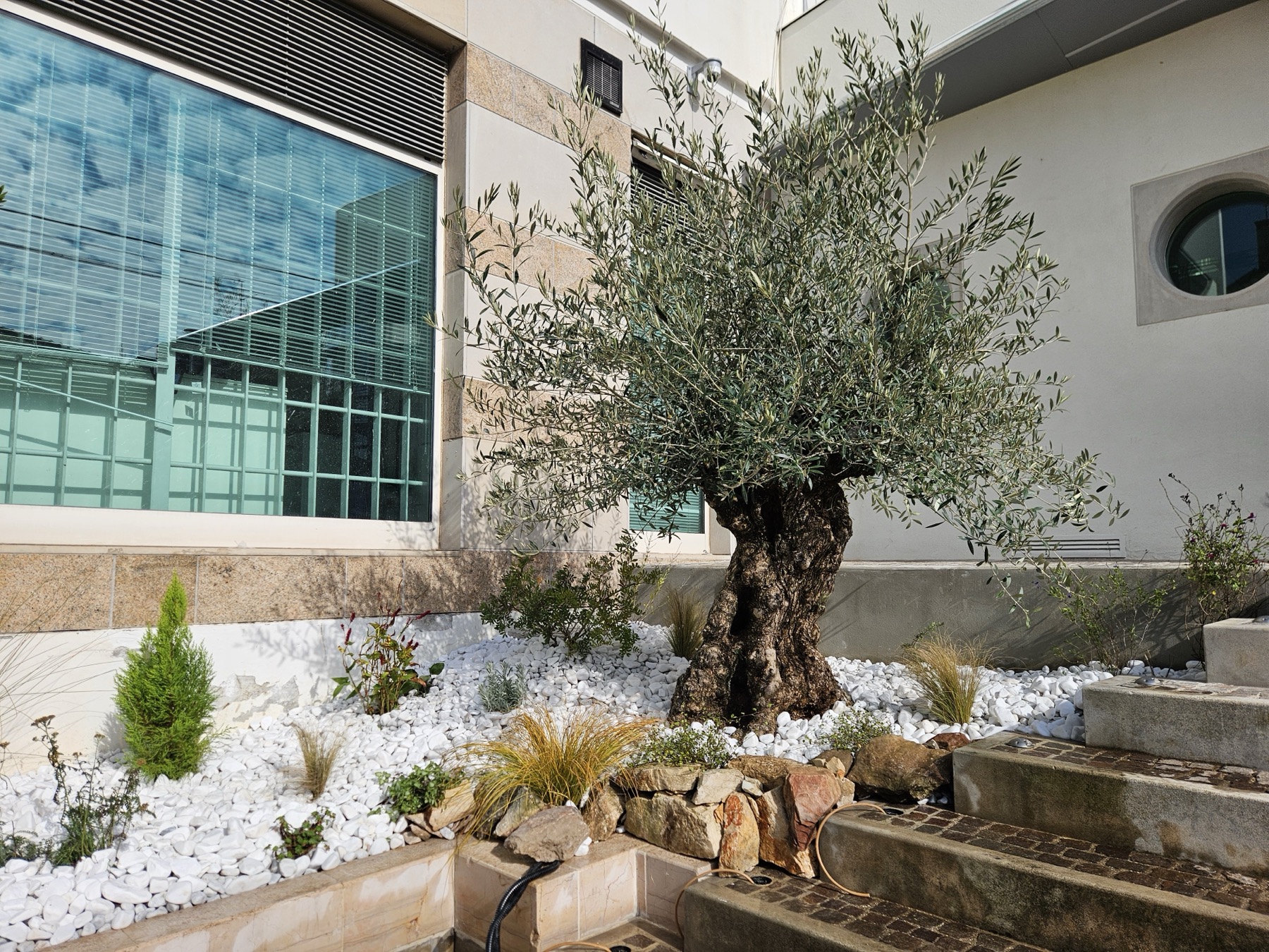 Album foto Valorizzazione olivo