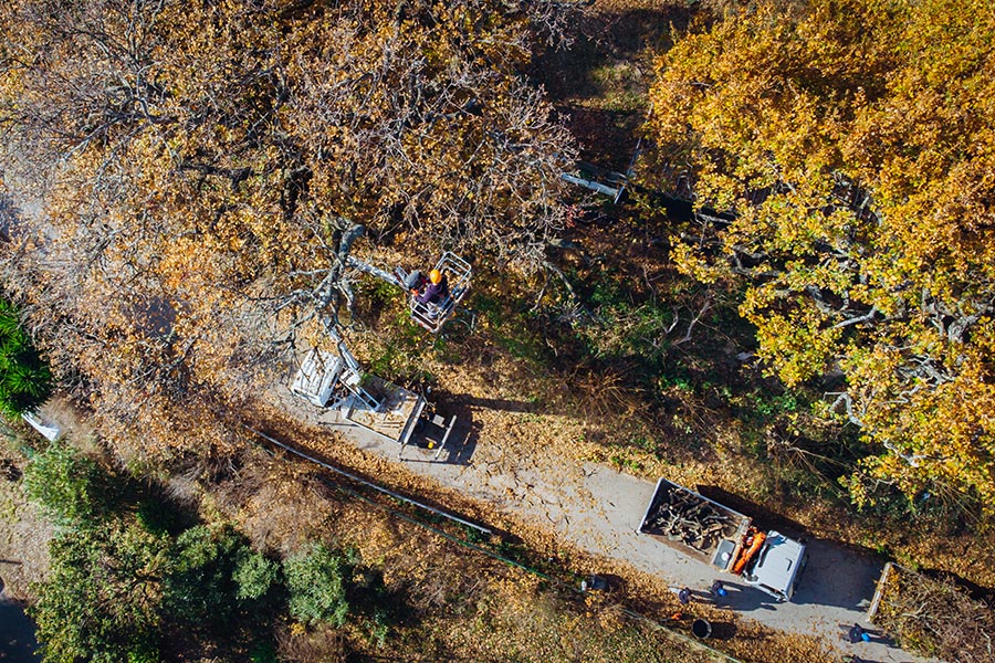 Manutenzione e potature