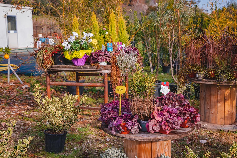 Vivaio e vendita piante